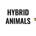 Hybrid Animals