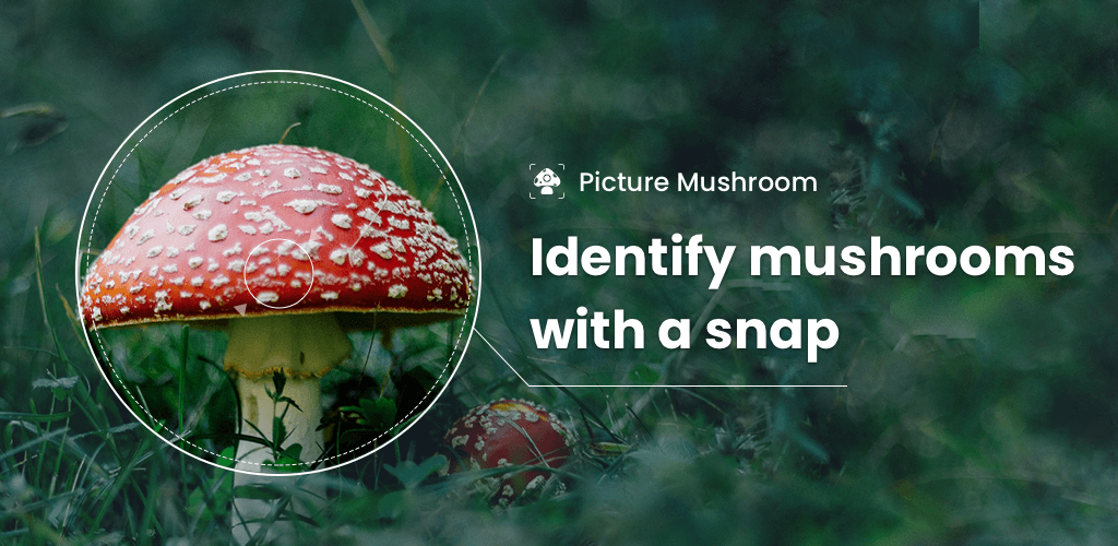 Picture Mushroom – Mushroom ID